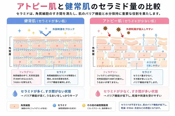 アトピー肌と健常はあのセラミド量の比較