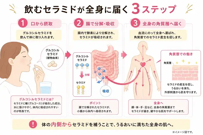 飲むセラミドが全身に届く3ステップ