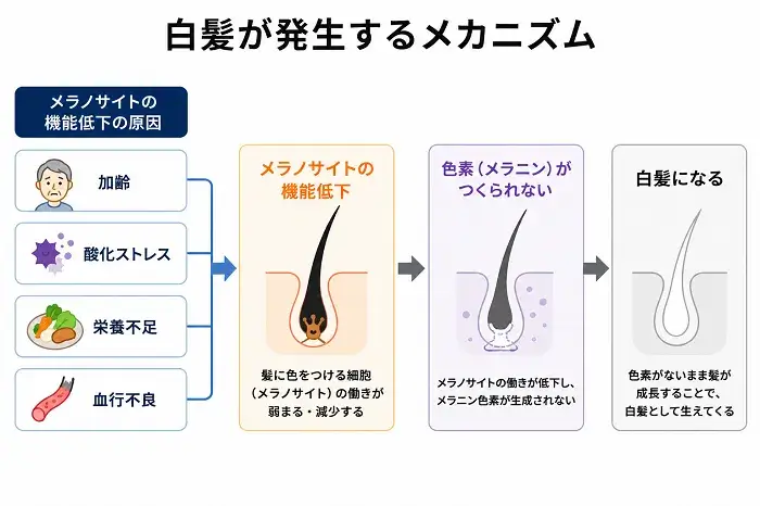 白髪が発生するメカニズム
