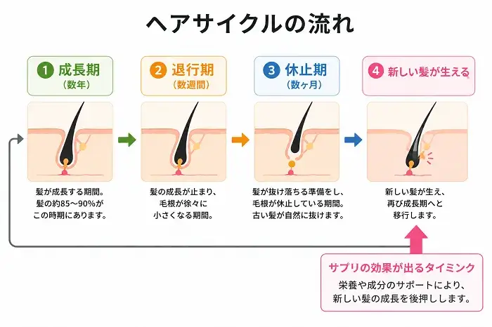 ヘアサイクルの流れ