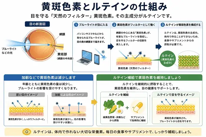 黄斑色素とルテインの仕組み
